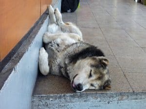 husky sleeping