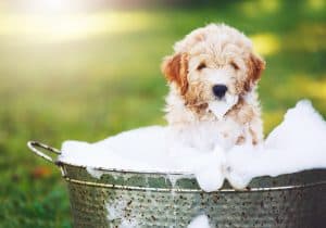 cute puppy bathing