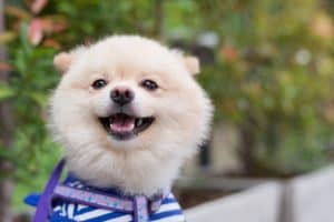 happy pomeranian