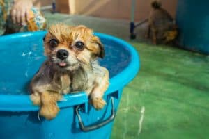 dog bathing