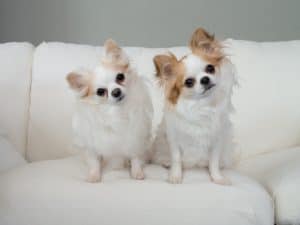twin puppies