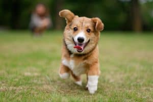 pembroke welsh corgi