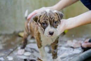 pitbull getting bath