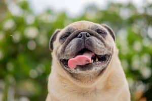 pug smiling