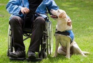 labrador guide dog