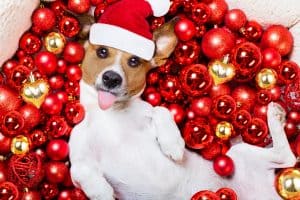 dog with ornaments