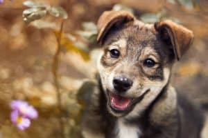 brown puppy smiling