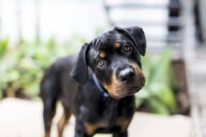 rottweiler puppy tilt