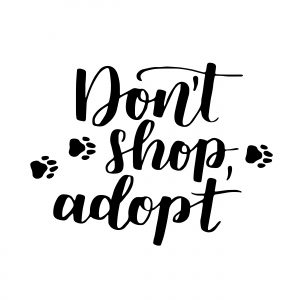 adopt dogs