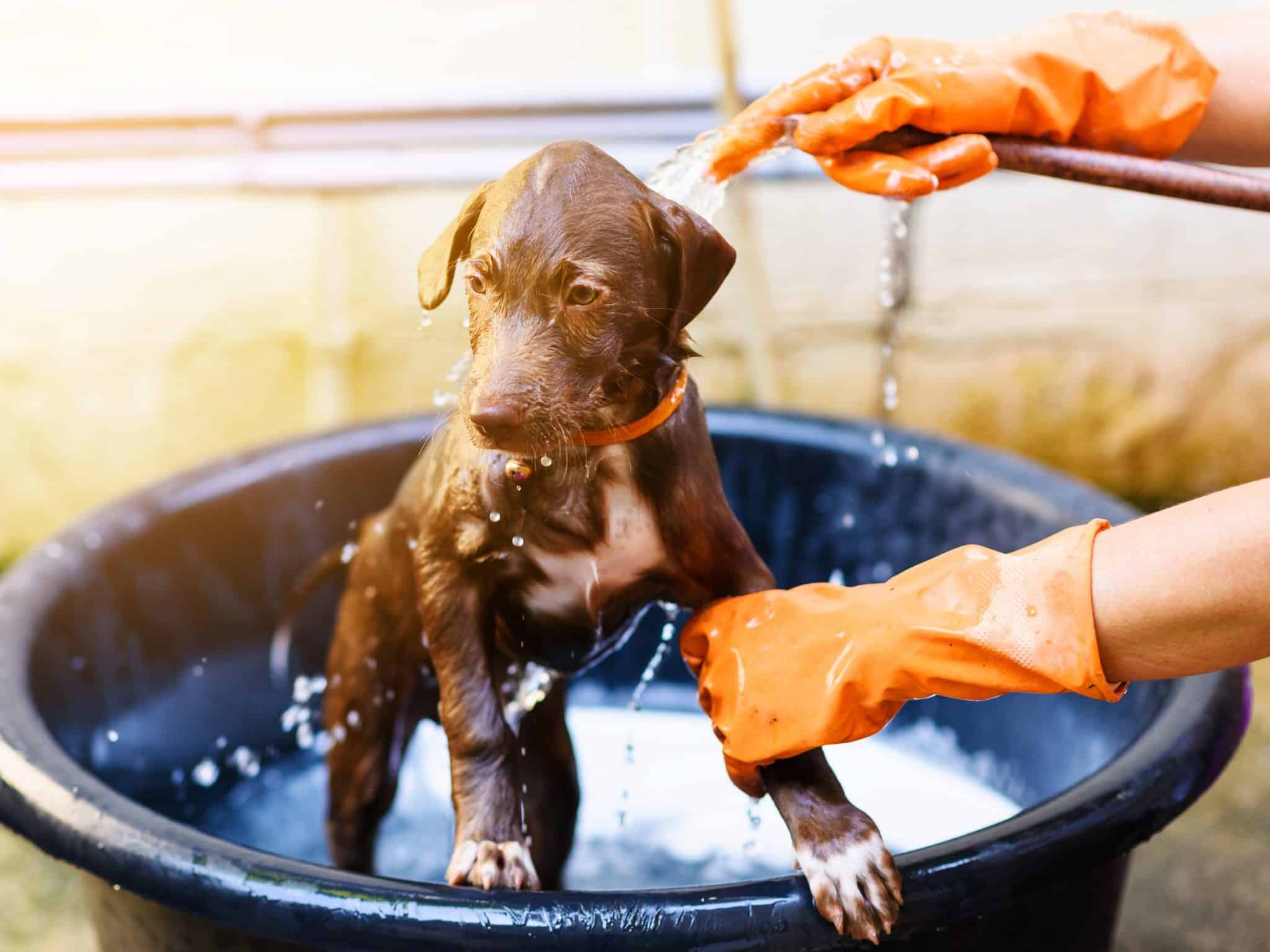Enjoy These 17 Puppies Having A Bath