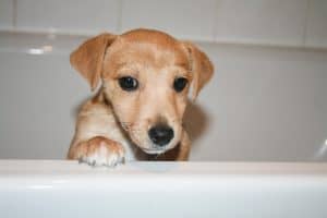 jack russell puppy