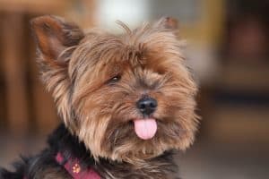 cute dog tongue