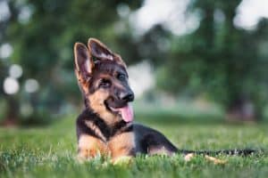 dog in grass