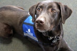 chocolate lab dog