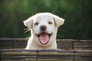 cute white dog smiling