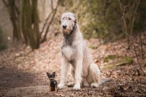 white dog fluffy