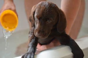 Puppy bath