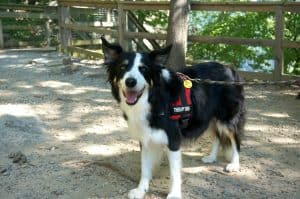 therapy dog walking