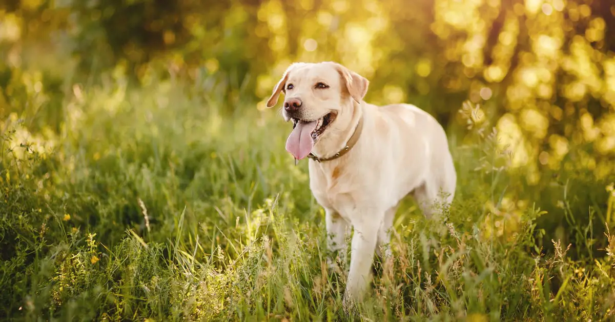 Are Acorns Poisonous To Dogs?