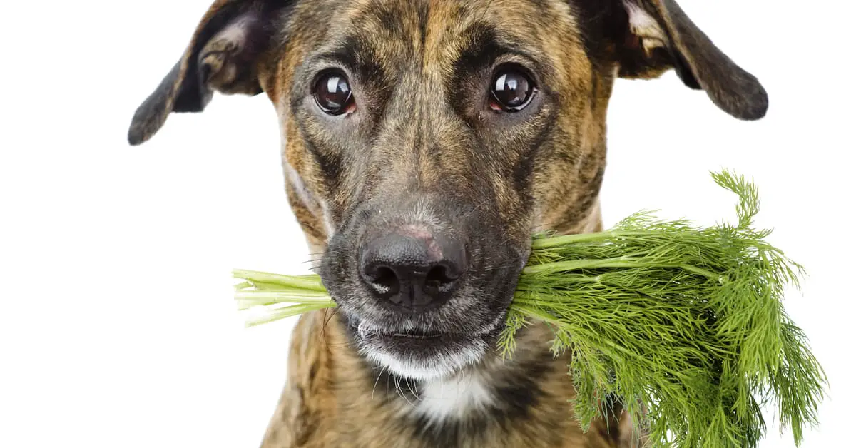 Are Dogs Allowed to Eat Dill?