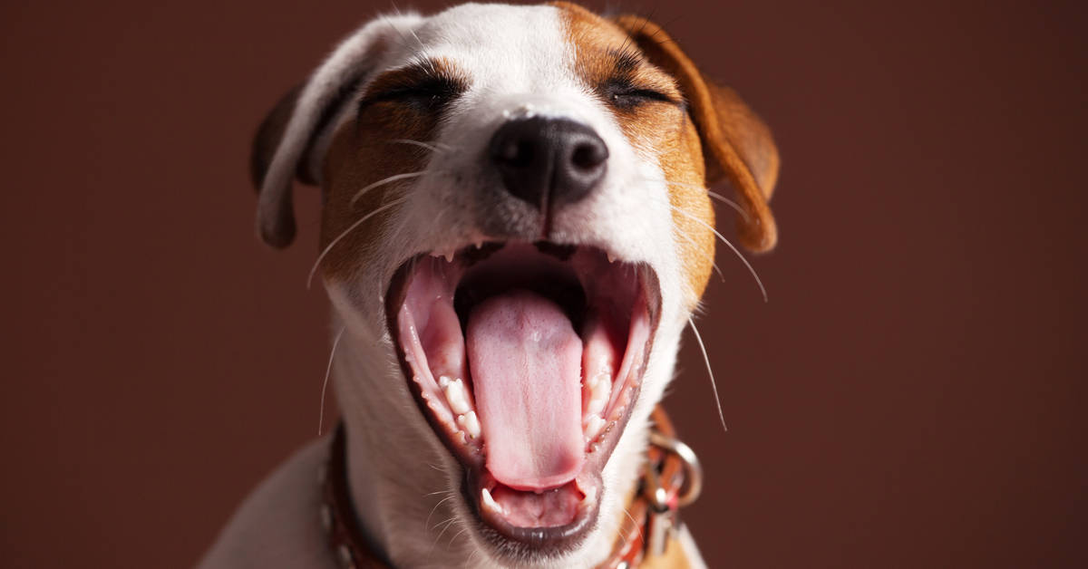 Are Dogs’ Mouths Cleaner Than Humans?