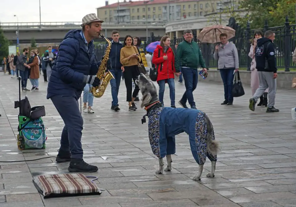 Are dogs happy when they howl to music