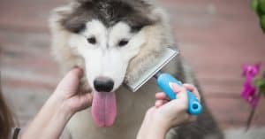 Best Brush For Husky