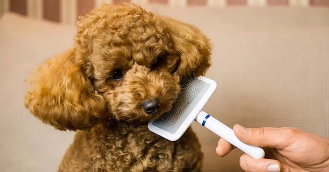 Best Brush For Poodles Dog Blog