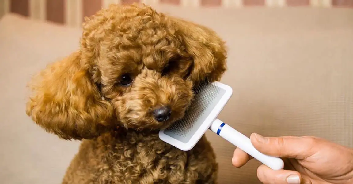 Best Brush For Poodles Dog Blog