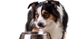 Best Dog Food For Australian Shepherd