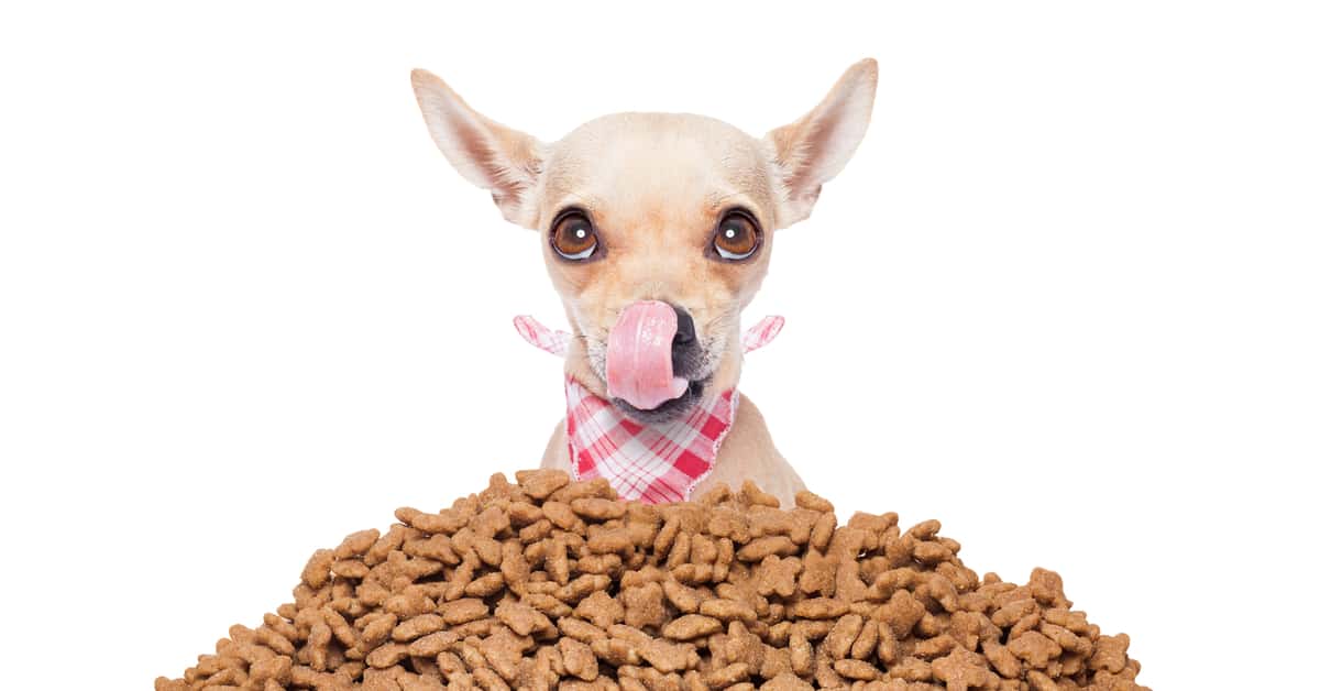 Best food for chihuahua puppy uk