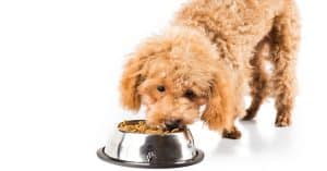Best Dog Food For Poodles
