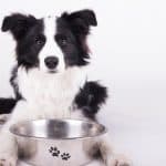 Best Dog Food for Border Collies