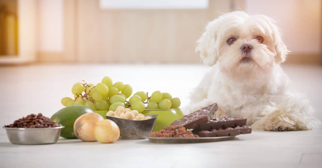 Best Dog Food For Maltese - Dog Blog