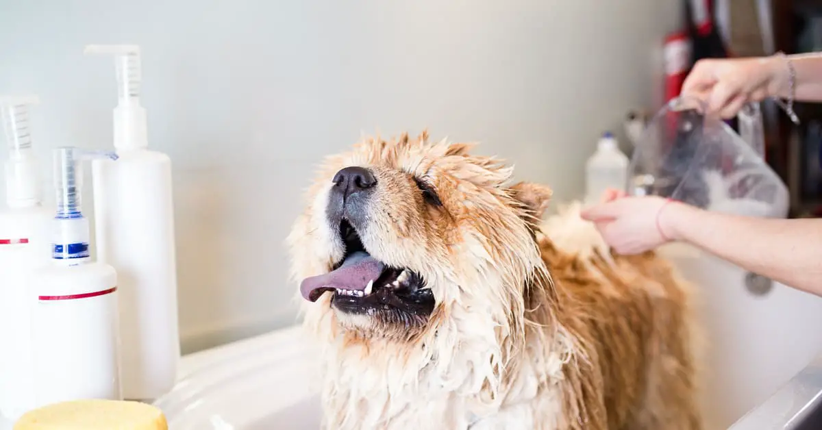 Best Dog Shampoo for Allergies