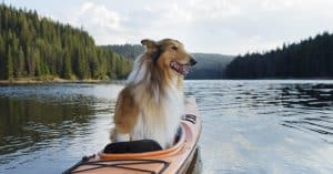 Best Kayaks That Are Suitable For Dogs