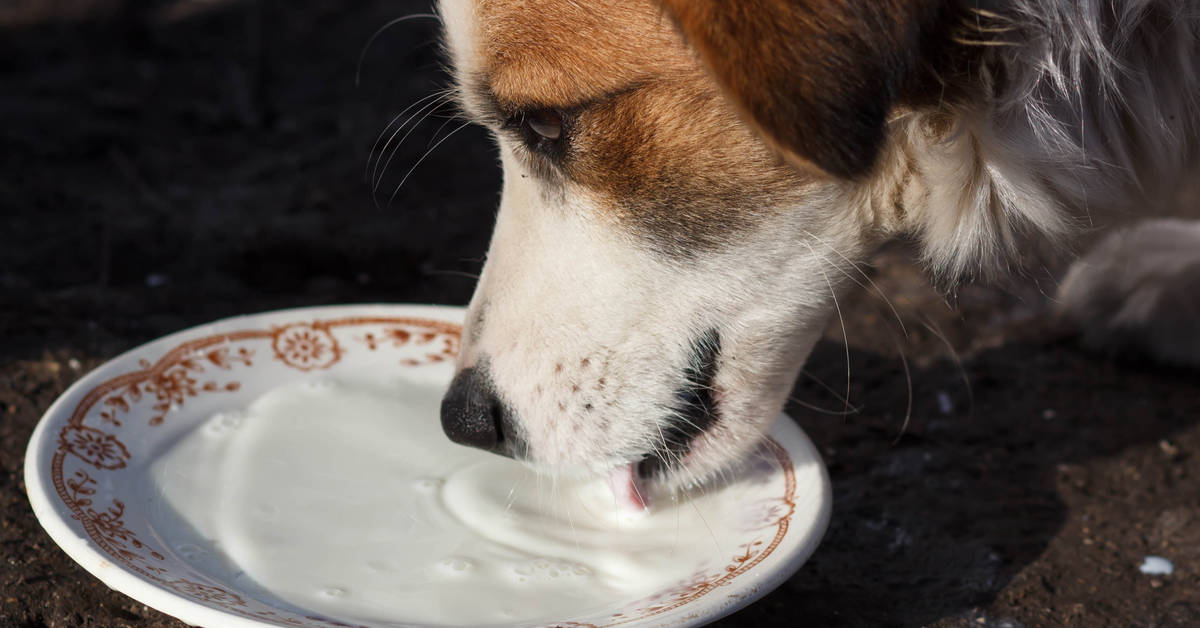 Can Dogs Drink Oat Milk?