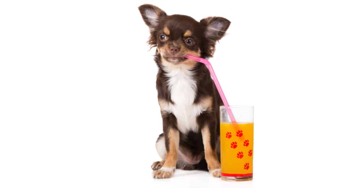 Can Dogs Drink Orange Juice_