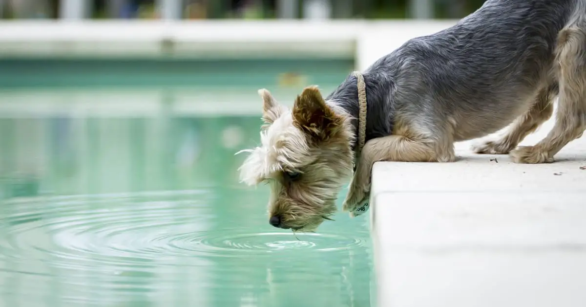 Can Dogs Drink Pool Water?