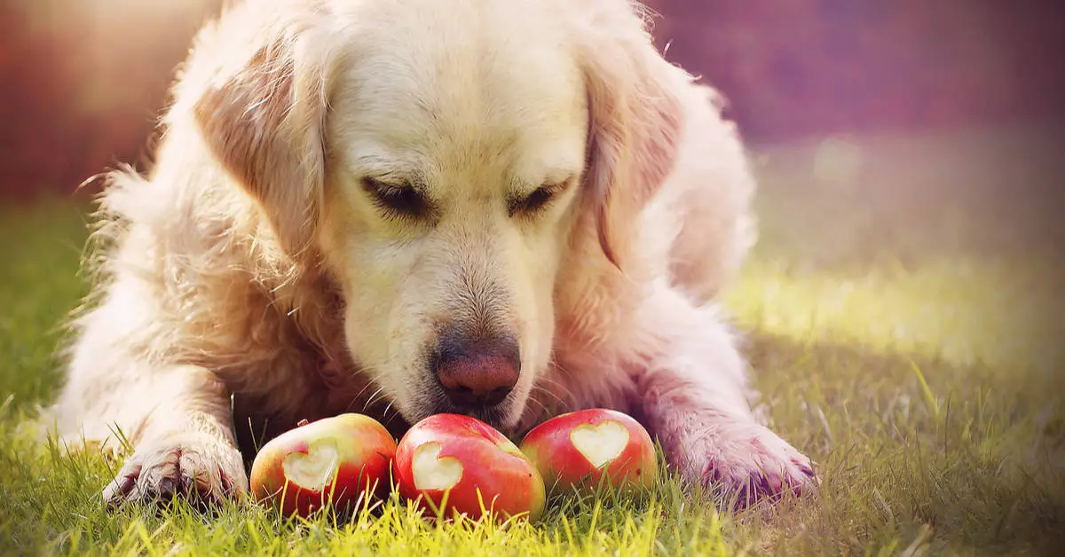 Can Dogs Eat Apple Cores?