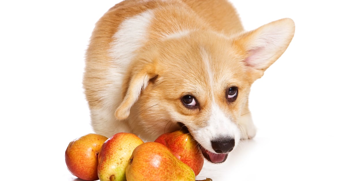 Can Dogs Eat Asian Pears? - Dog Blog