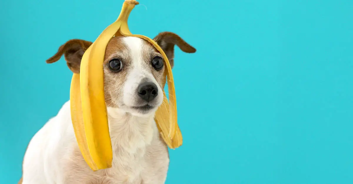 Can Dogs Eat Banana Peels?
