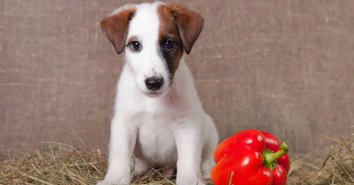 is red bell pepper good for dogs