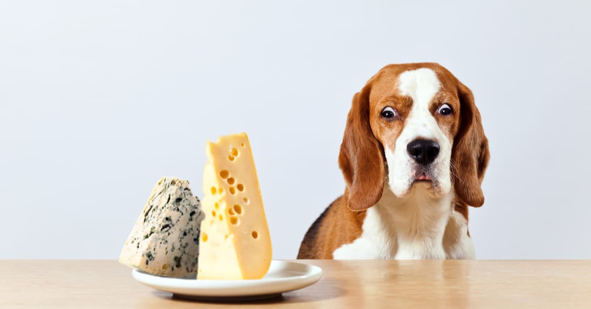 Can Dogs Eat Blue Cheese?