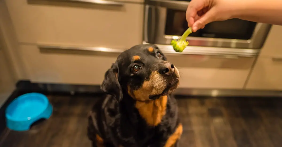 Can Dogs Eat Broccoli?