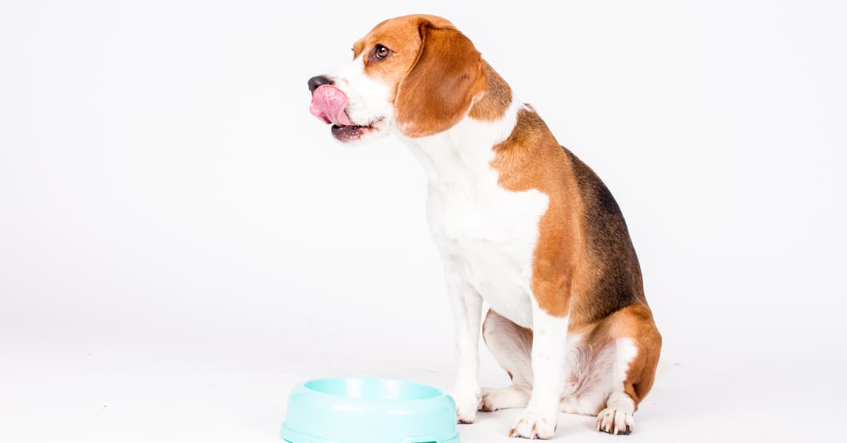 Can Dogs Eat Brown Rice_