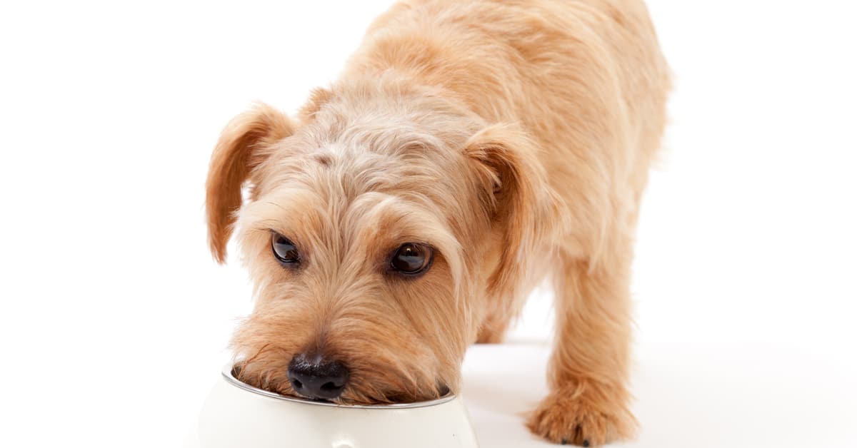 Can Dogs Eat Cabbage?