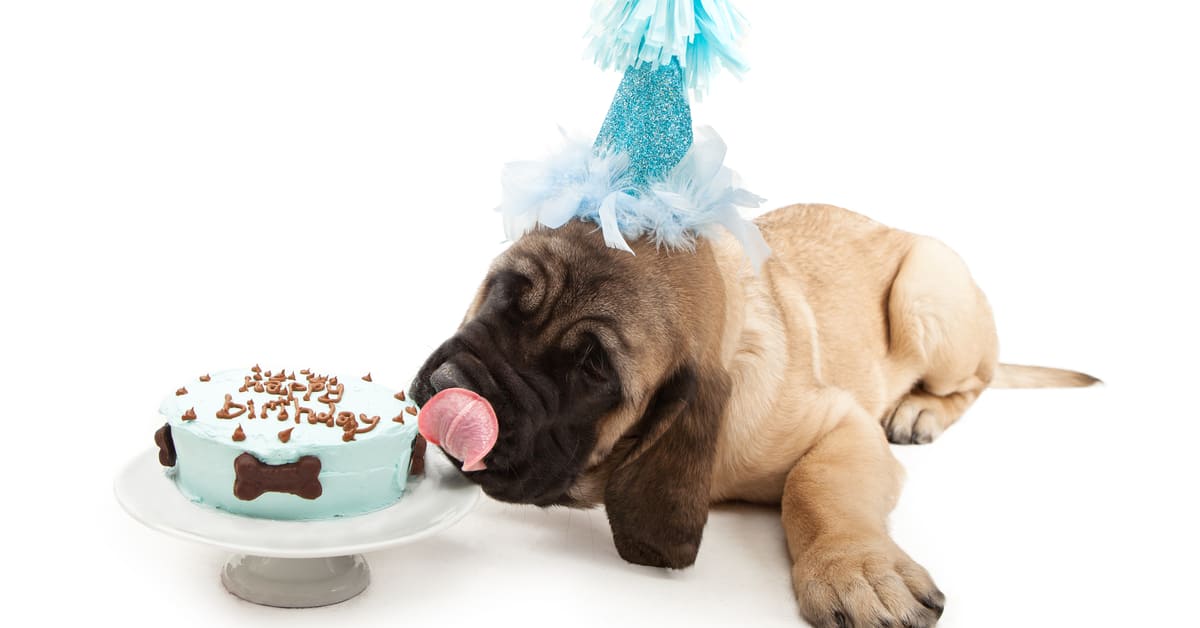 Can Dogs Eat Cake?