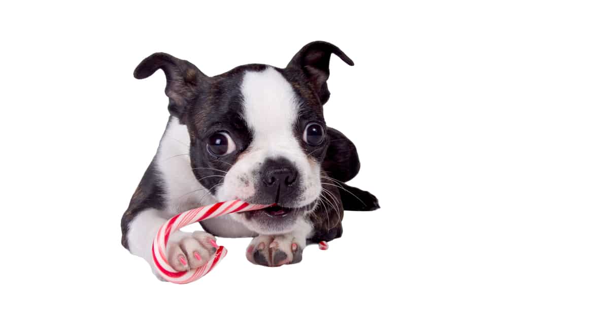 Can Dogs Eat Candy_