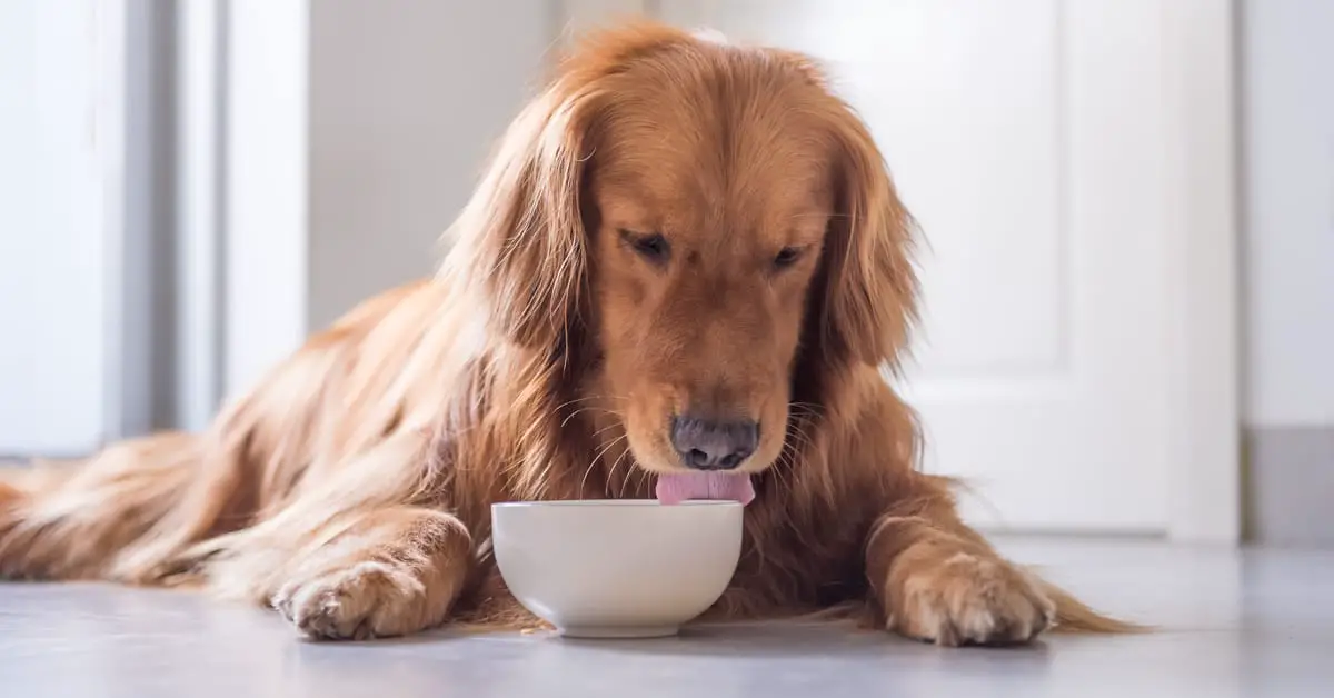 Can Dogs Eat Chili?